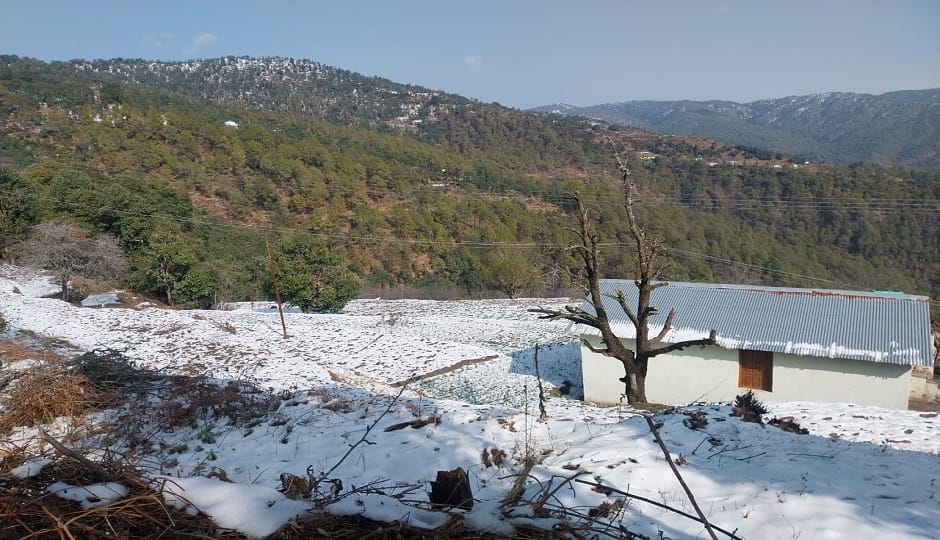 Rain and snowfall in the hilly areas of Nainital benefited wheat, potato and apple crops