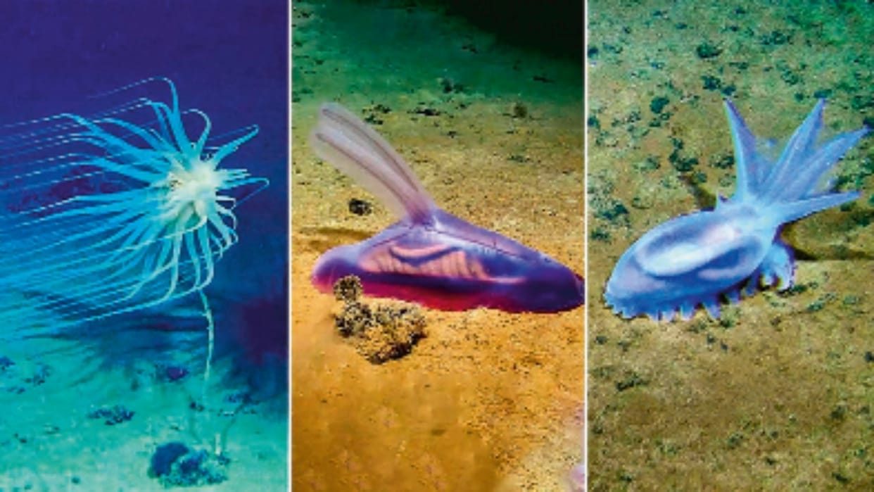 Study Reveals Over 16,000 New Species Discovered Every Year Across the World