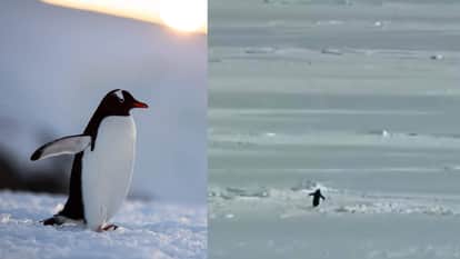 What is the truth about that nilhist penguin walking to the mountains science explained behind the meme