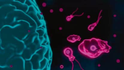 Brain-Eating Amoeba Spreads Globally Due to Climate Change, Scientists Warn