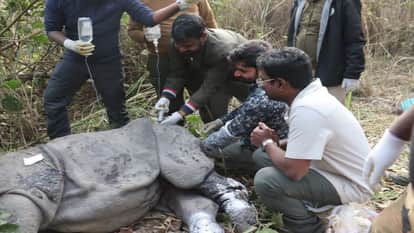injured rhinoceros died during treatment at Dudhwa National Park