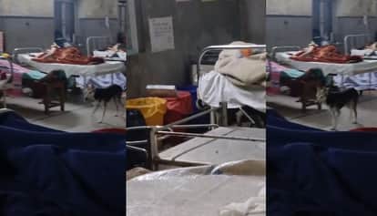 Kanpur Hallet Hospital deplorable condition Dog enters the maternity ward raising questions about security