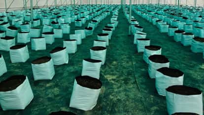 Shimla first blueberry orchard is being prepared in Shilaru