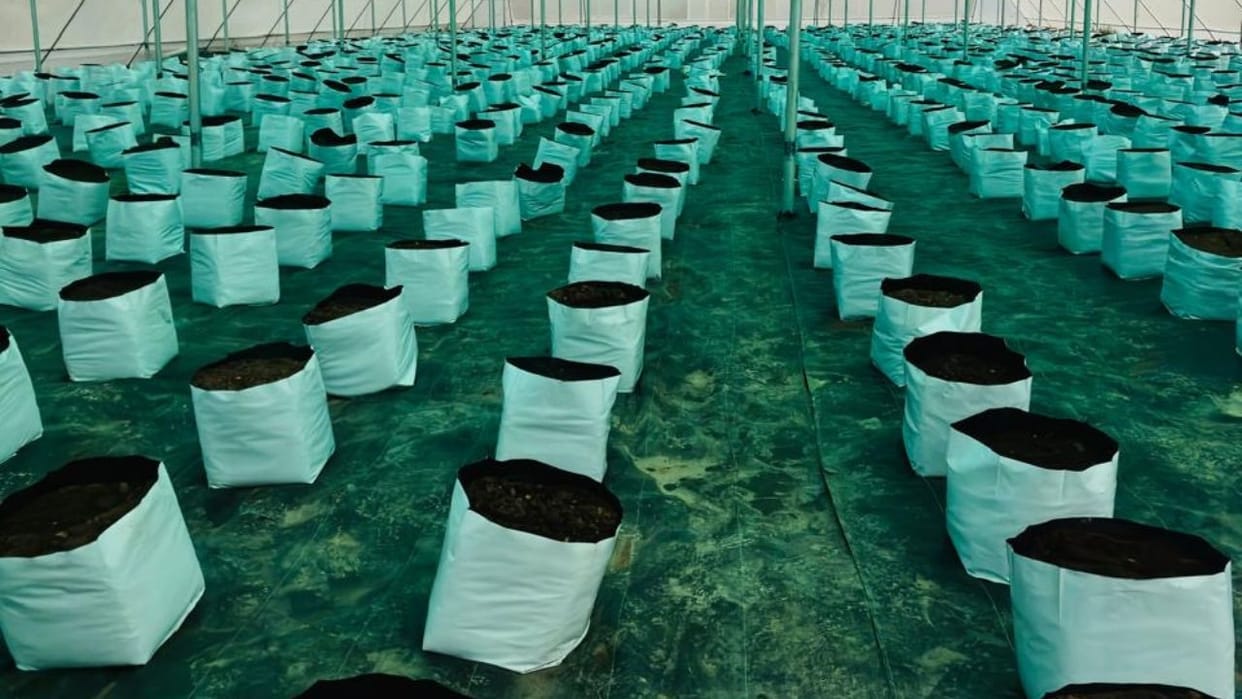 Shimla first blueberry orchard is being prepared in Shilaru