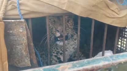 Chamoli News leopard has been captured by the forest department in Kuningad and Mehalchauri