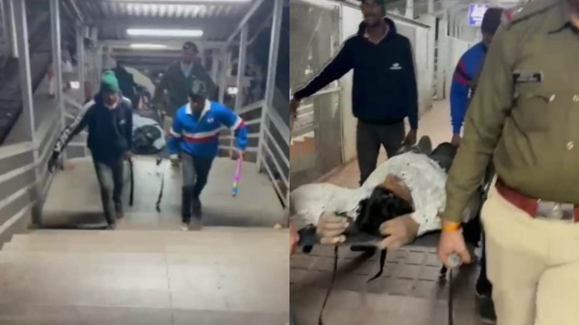 घायलों को ले जाती टीम।