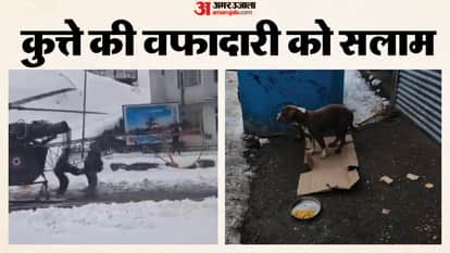 story of dog loyalty stood by its owner dead body for four days in heavy snowfall chamba himachal