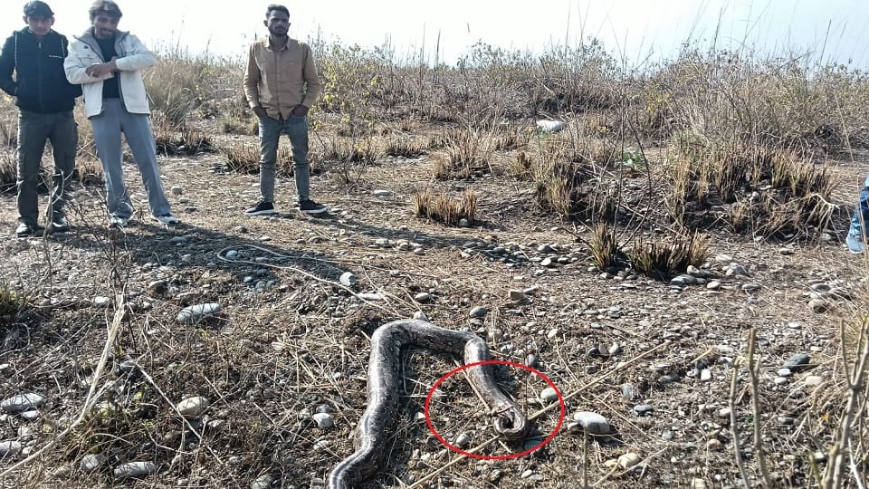 Saharanpur: A python wandered from the forest and came to the village, the youth tied a rope on its mouth