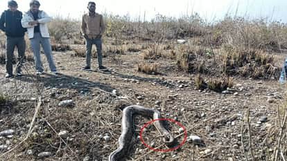 Saharanpur: A python wandered from the forest and came to the village, the youth tied a rope on its mouth