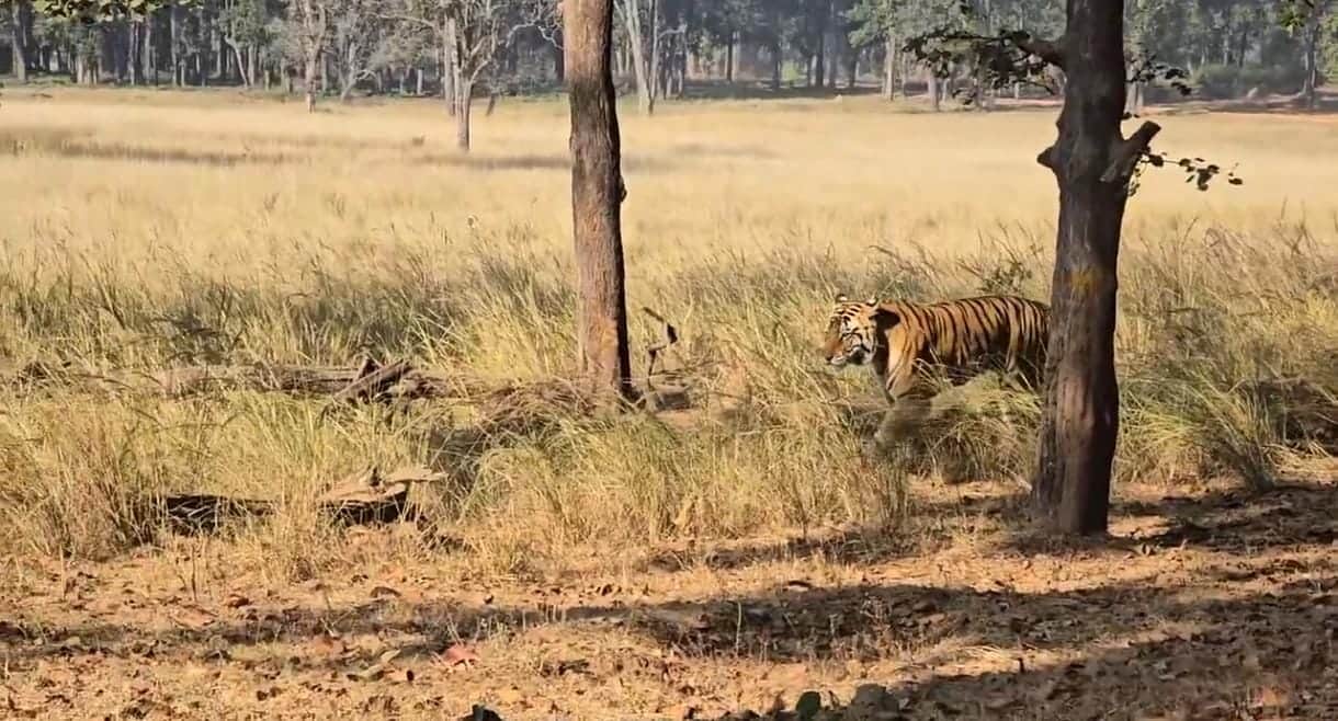 मंडला में टाइगर और चीतल में लुका छिपी का खेल चलता रहा