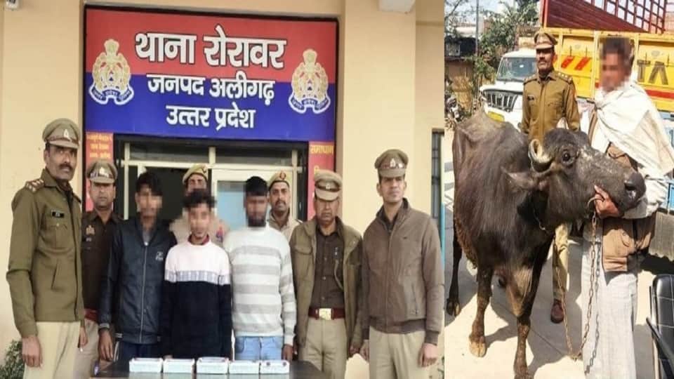 पकड़े गए तीन भैंस चोर और बरामद भैंस को उसके मालिक को सौंपा