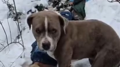 story of dog loyalty stood by its owner dead body for four days in heavy snowfall chamba himachal