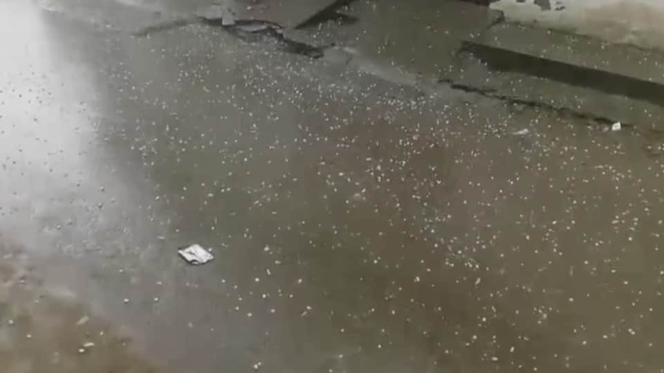 पटियाला में ओलावृष्टि