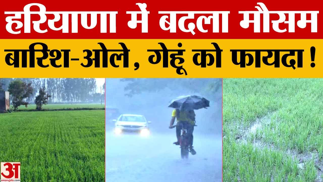 हरियाणा में बारिश और ओलावृष्टि, गेहूं को फायदा, सरसों-चना को नुकसान की आशंका