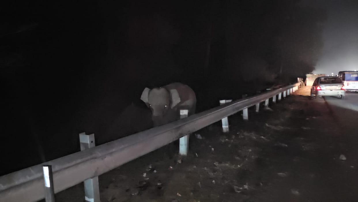 Haridwar-Dehradun Highway baby elephant separated from its herd is unable to find its way
