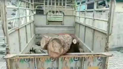 Forest department raids in Una forests, four people arrested for illegal timber felling, two vehicles also sei