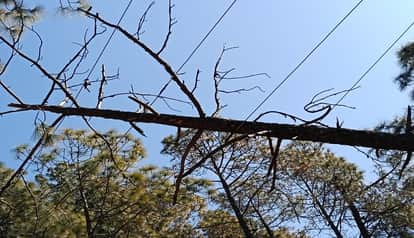 Lineman electrocuted while repairing power line, dies in almora