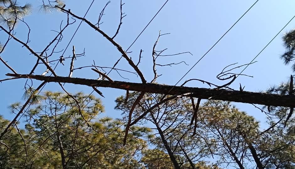 बिजली लाइन पर टूट कर गिरा पेड़।