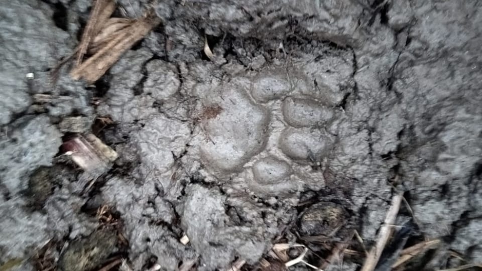 तेंदुए के पदचिन्ह