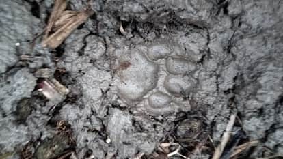 UP News Leopard terrorizes Garh area of Hapur attacks teenager and nilgai villagers are terrified