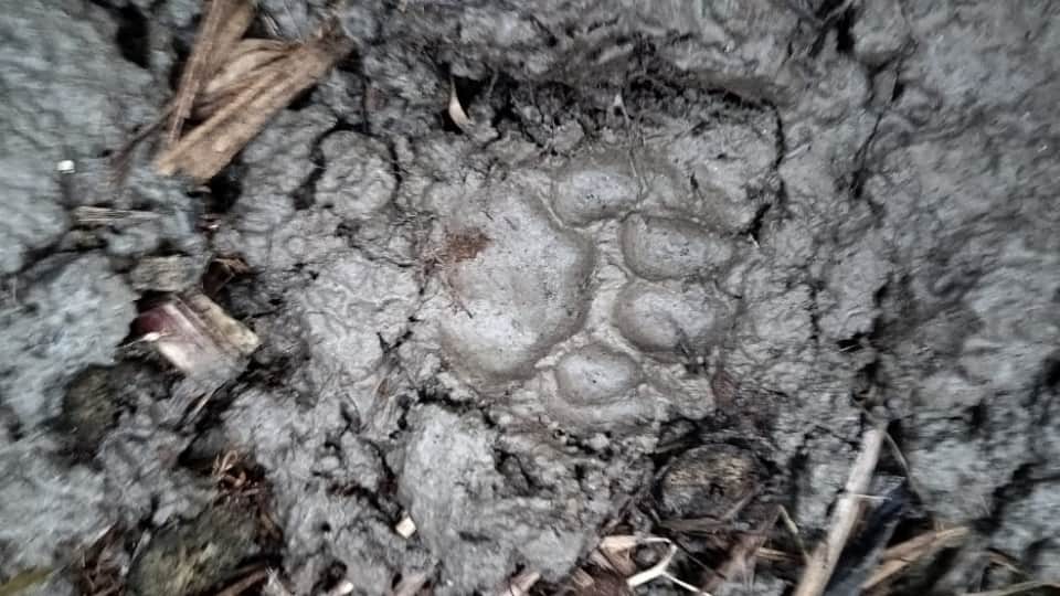 तेंदुए के पदचिन्ह