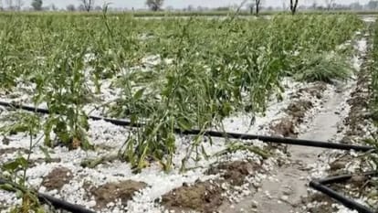 ओलावृष्टि से खड़ी फसल बर्बाद