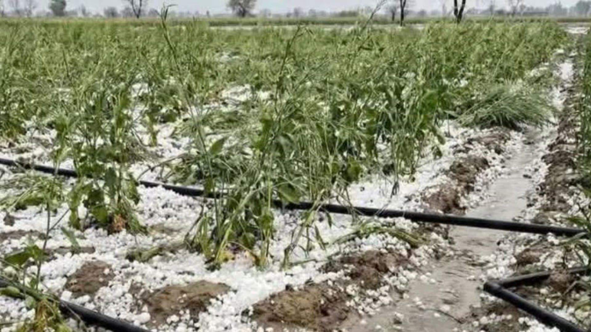 ओलावृष्टि से खड़ी फसल बर्बाद
