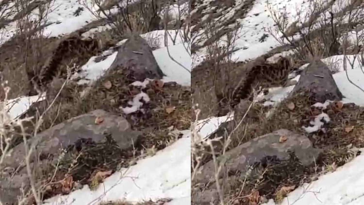 Uttarkashi: गंगोत्री रेंज के समीप दिखा दुर्लभ हिम तेंदुआ, उच्च हिमालयी क्षेत्रों में बर्फबारी से जमे नदी नाले