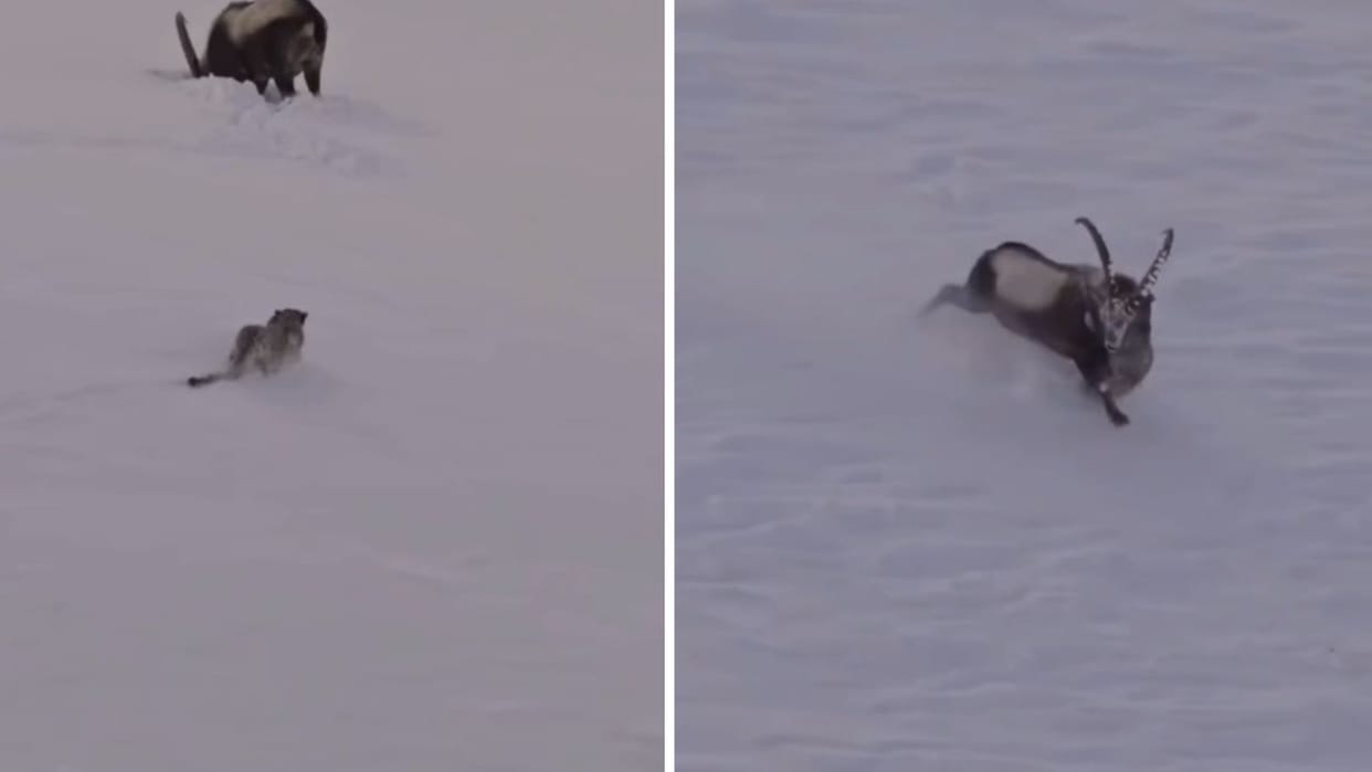 Video Snow leopard loses battle against ibex video emerges from Kibber-Chicham Wildlife Sanctuary in Spiti