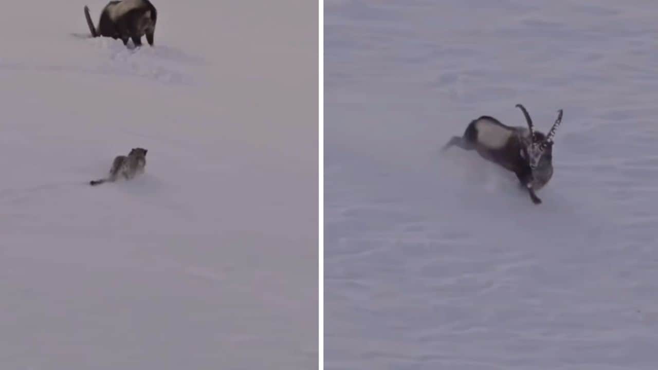 आईबैक्स पर हमला करते हुए हिम तेंदुआ