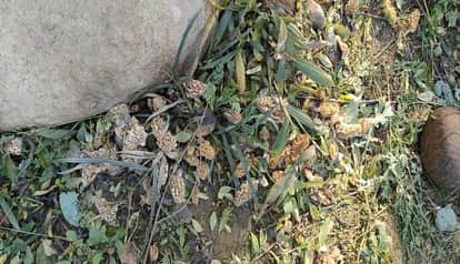 Nature's treasure found during cleaning: Rare Gucchi mushroom found for the first time in Bageshwar