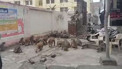 Monkey Clash Creates Panic in Etah, Road Blocked for an Hour