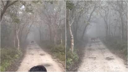 Pilibhit Tiger Reserve Three tigers chased a bear during a jungle safari