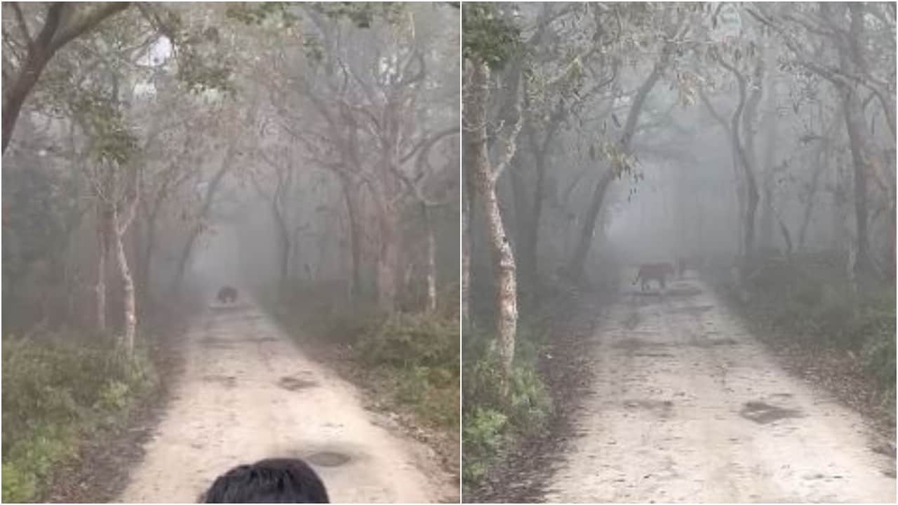 जंगल सफारी मार्ग पर एक साथ दिखे भालू और तीन बाघ