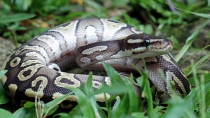 A man was attacked multiple times while trying to catch a python video goes viral on social media