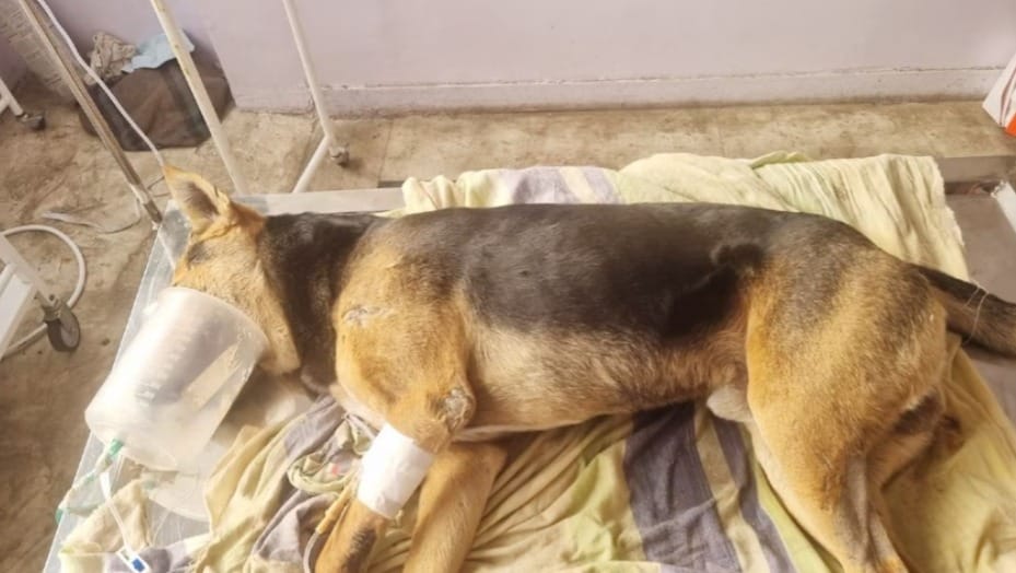 An act of extreme cruelty: Five dogs were poisoned to death in Shahpura Colony Bhopal