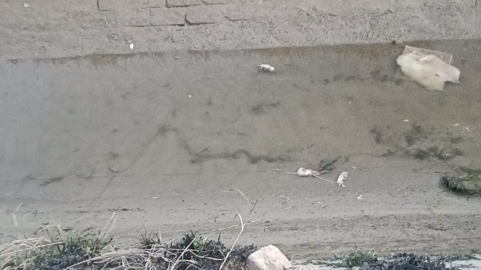 माइनर में पड़े भ्रूण