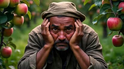 Import duty on apples from European countries reduced by 30 percent loss for himachal Apple growers