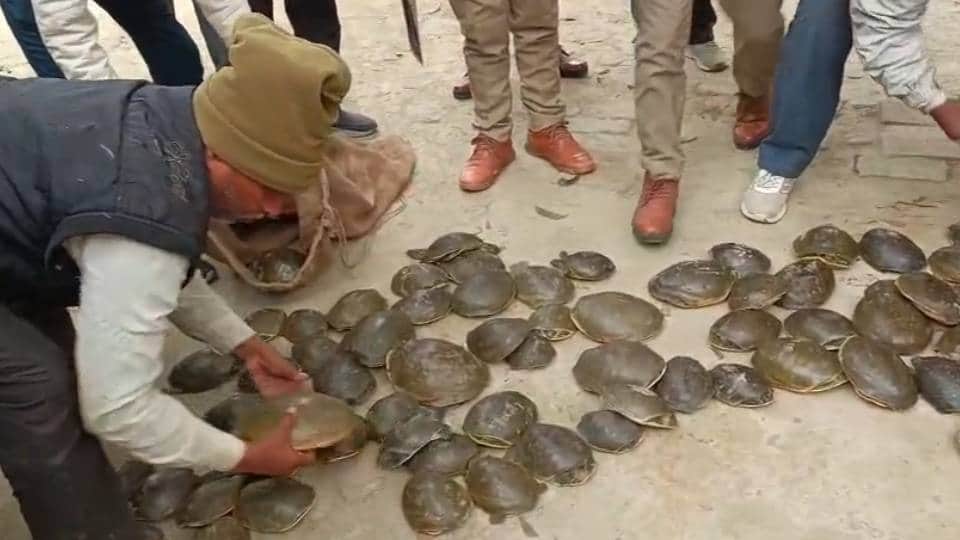 तस्करों के कब्जे से बरामद कछुए।