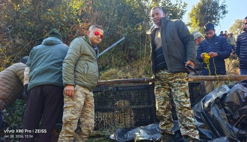 वन विभाग के पिंजरे में फंसा तेंदुआ।