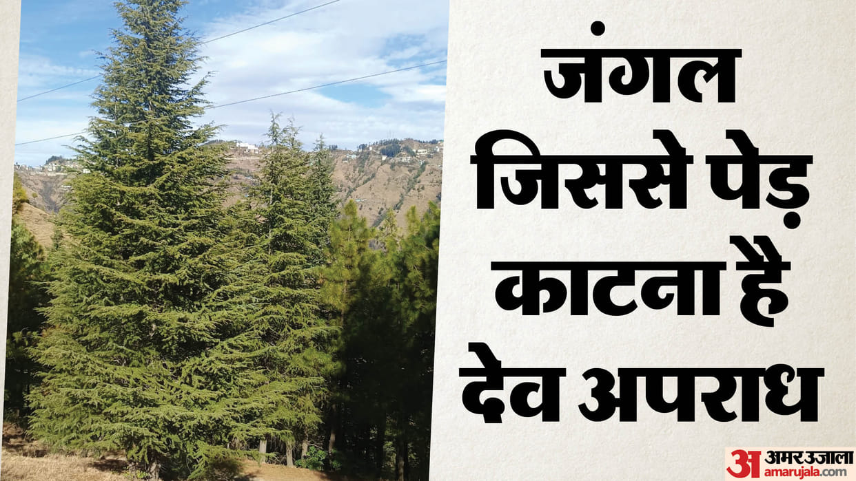 Himachal In the Chichi forest even picking up dry cow dung is considered a religious offense