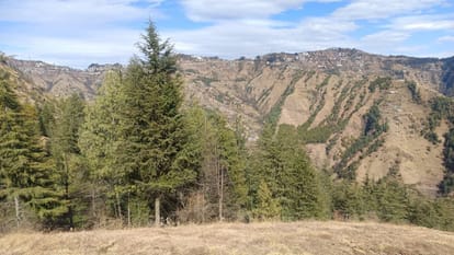 Himachal In the Chichi forest even picking up dry cow dung is considered a religious offense