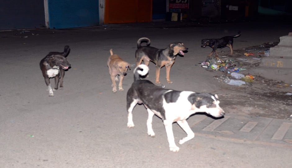 Meerut: Stray Dog Attacks Elderly Man Sleeping Roadside, Seriously Injured