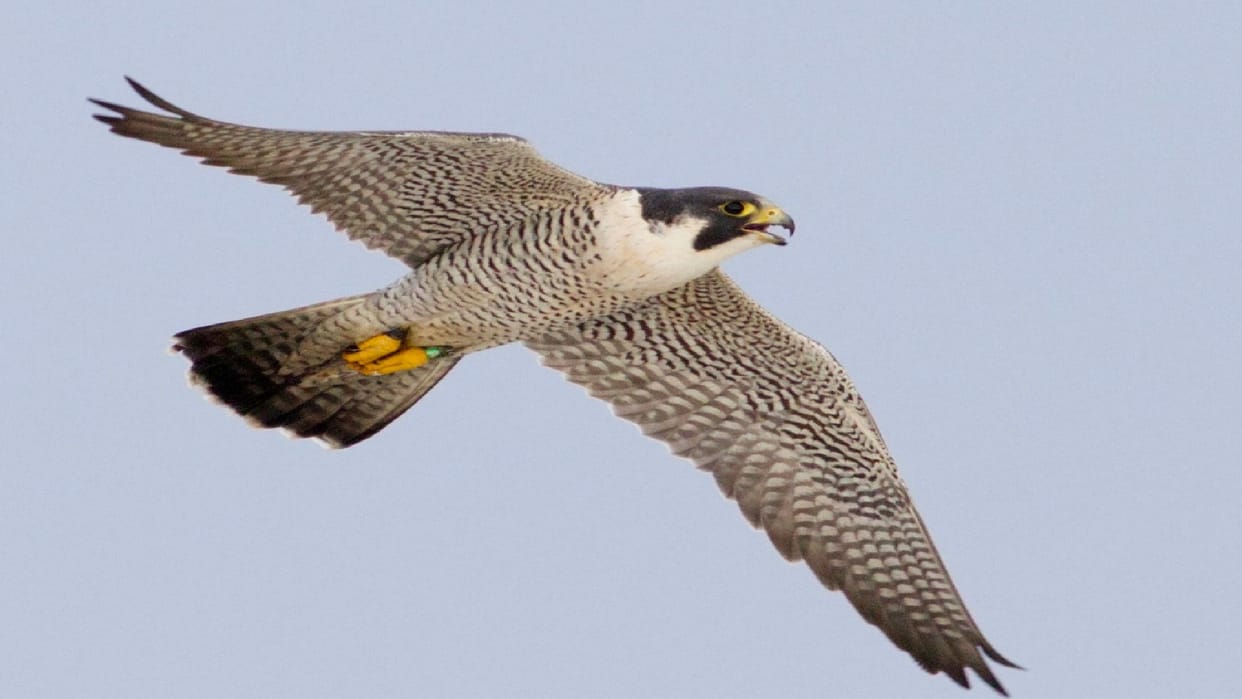 'Cheetah of the Sky' spotted in Udanti-Sitanadi Tiger Reserve, presence of Peregrine Falcon adds to excitement