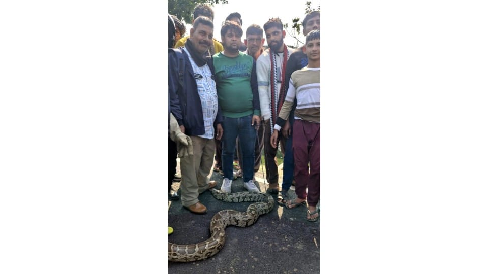 12 feet long python found in Rajbahe