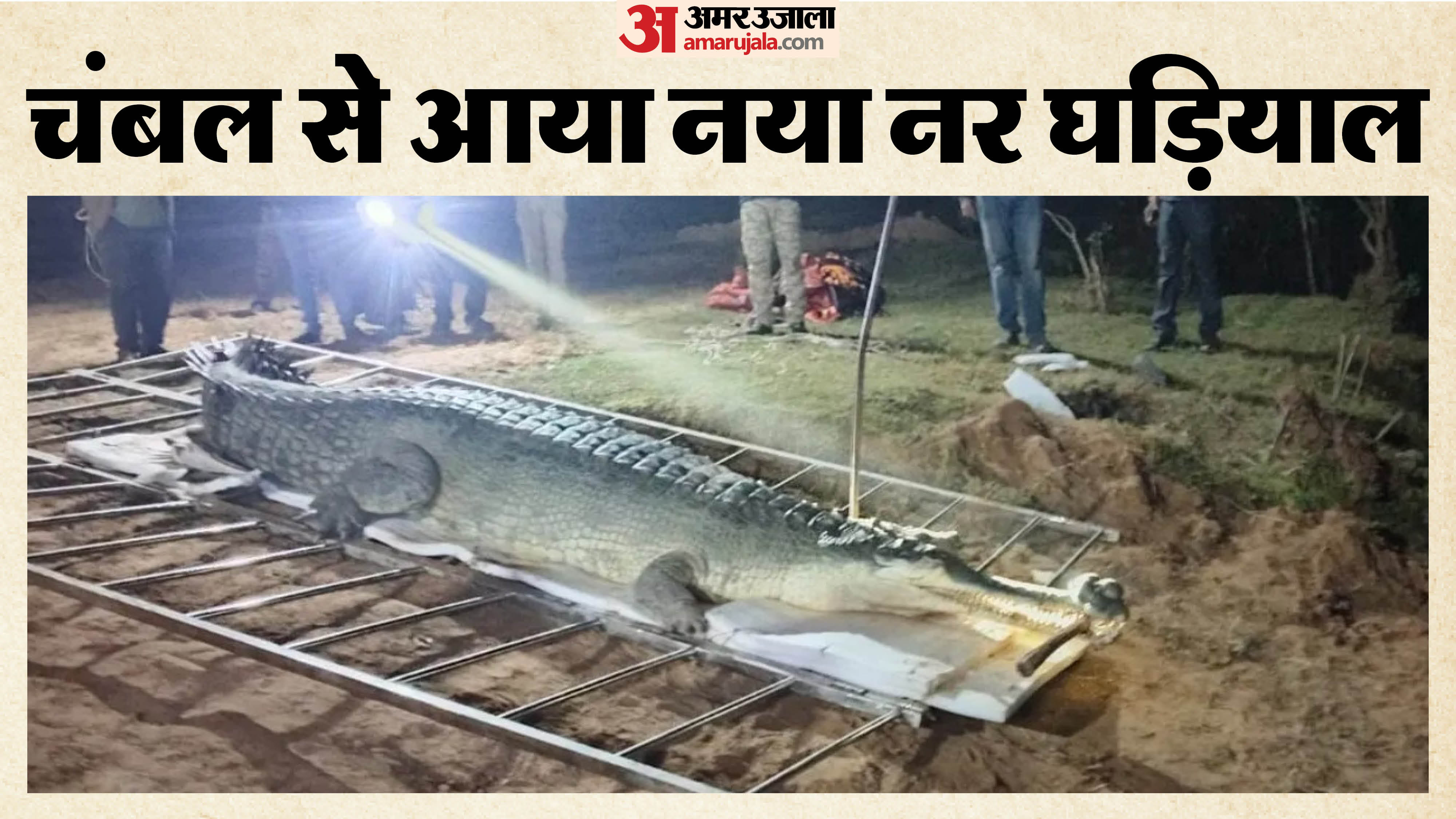 चंबल से आया नर घड़ियाल