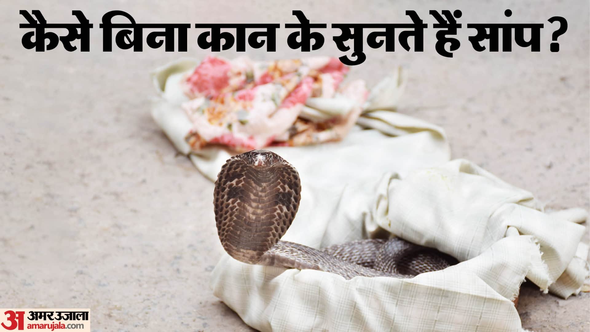 how can snakes hear even without ears the answer will shock you