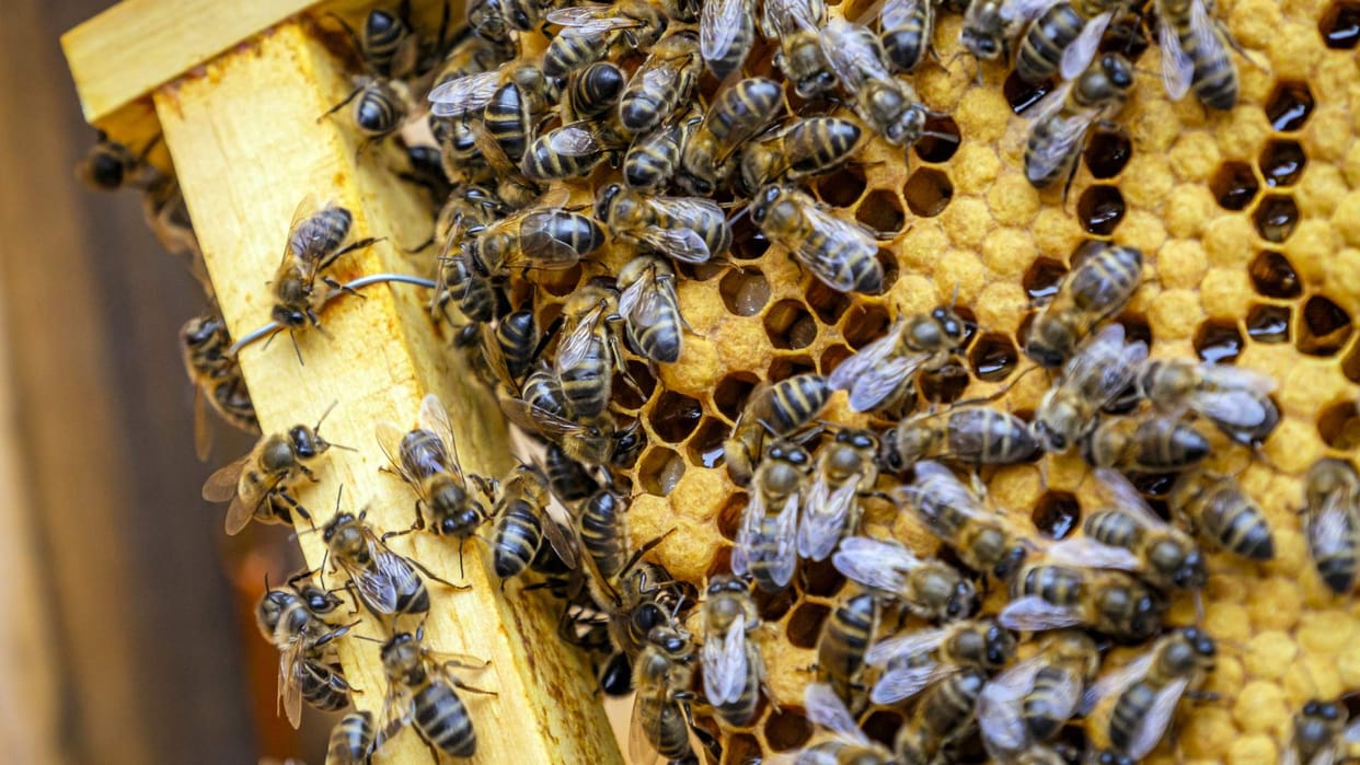 Boy poked the bees with a stick then the bees taught a lesson video goes viral