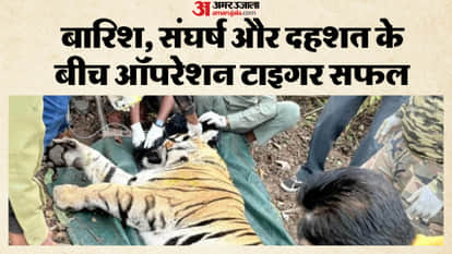 Injured Tiger Rescued, Shifted to Bandhavgarh Enclosure