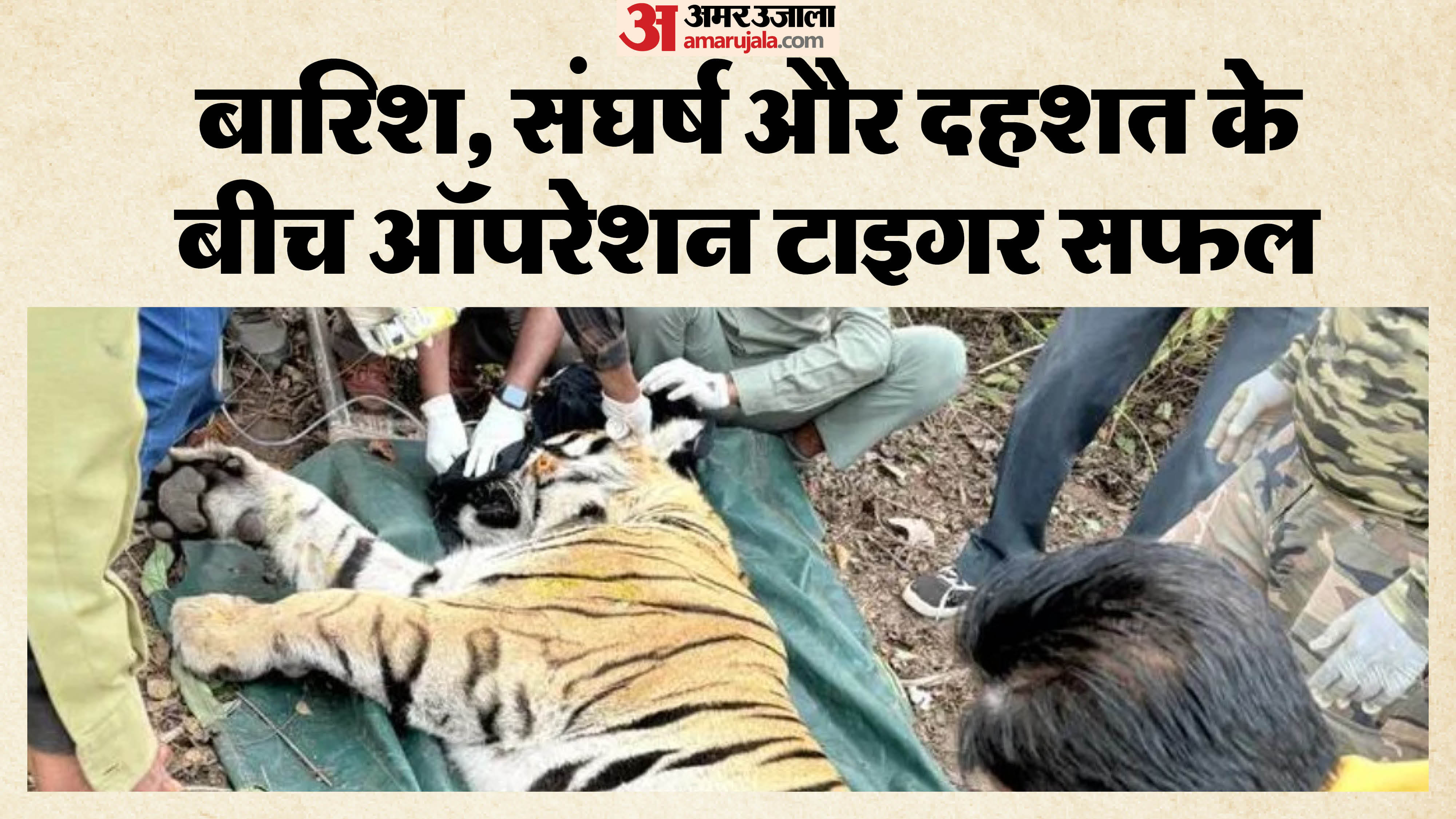 संघर्ष में घायल नर बाघ का सफल रेस्क्यू